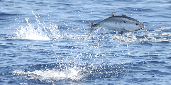 atlantic bluefin tuna feeding