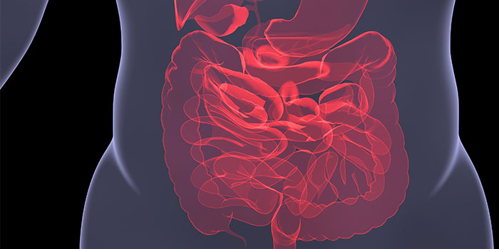 Viden Om Tarmbakterier Skal Forbedre Stamcelletransplantationer - DTU