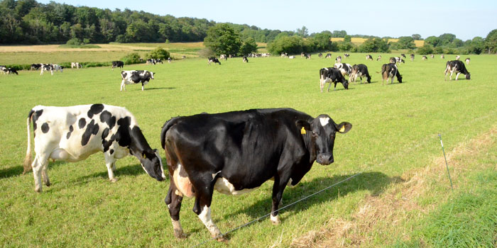 Researchers design flexible cattle disease strategy - DTU