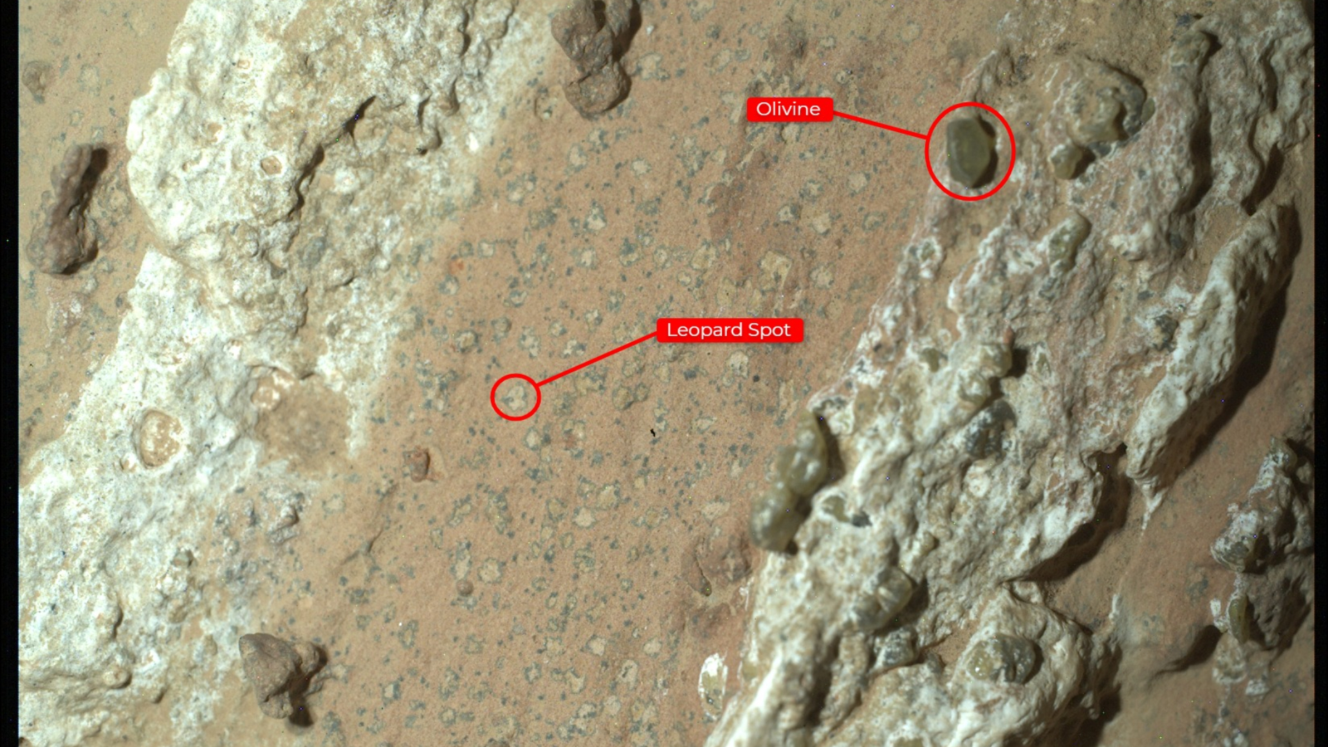 Nærbillede af sten fundet på Mars, hvor der er sat ring om leopardprikkerne og olivin-krystaller for at tydeliggøre, hvor de er.