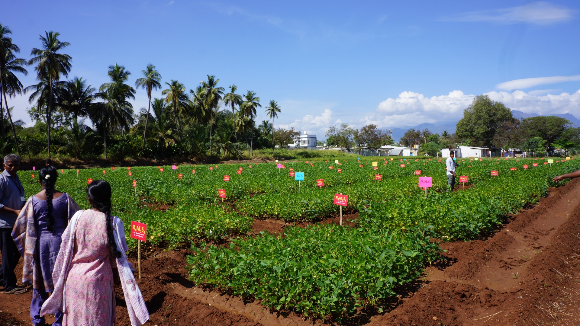 Large scale experiments of plant performance in India