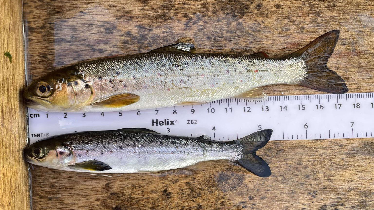 Smolts of brown trout (Salmo trutta; top) and Atlantic salmon (Salmo salar; bottom) captured in the River Erriff, Ireland Smolts of brown trout (Salmo trutta; top) and Atlantic salmon (Salmo salar; bottom) captured in the River Erriff, Ireland