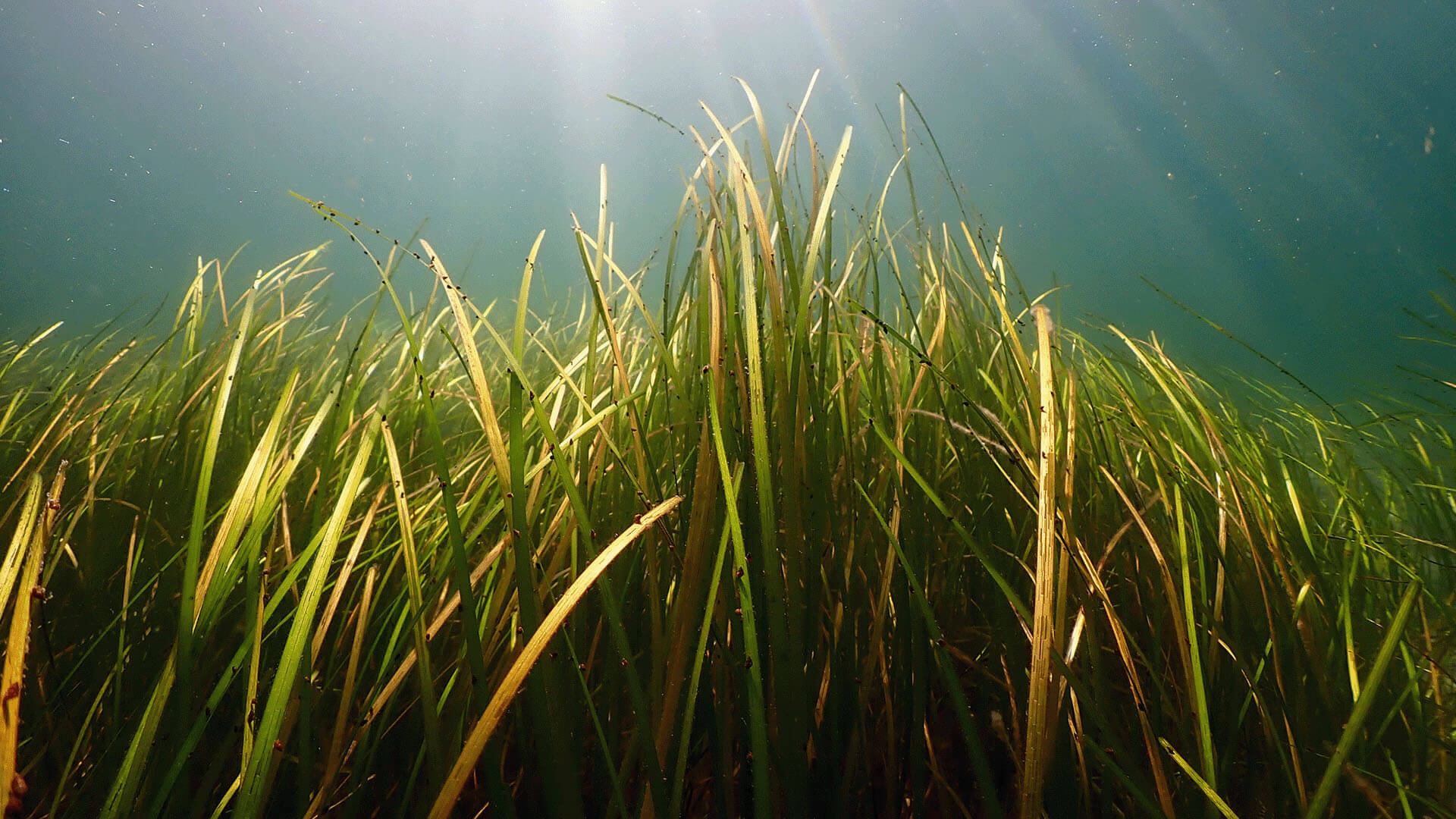 Eelgrass