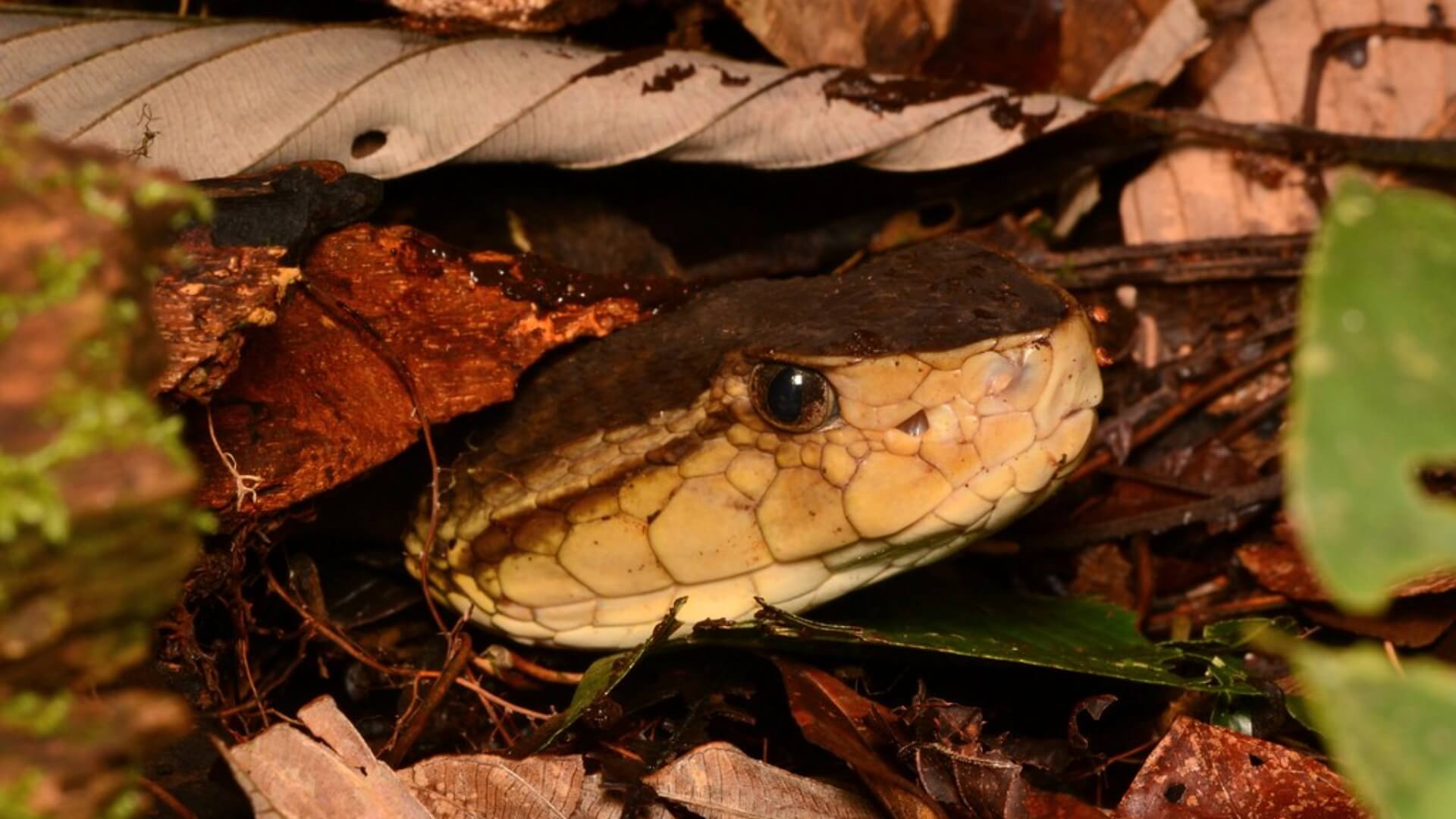 The snake Bothrops asper from Limón Province, Costa Rica. Photo: Andrew DuBois