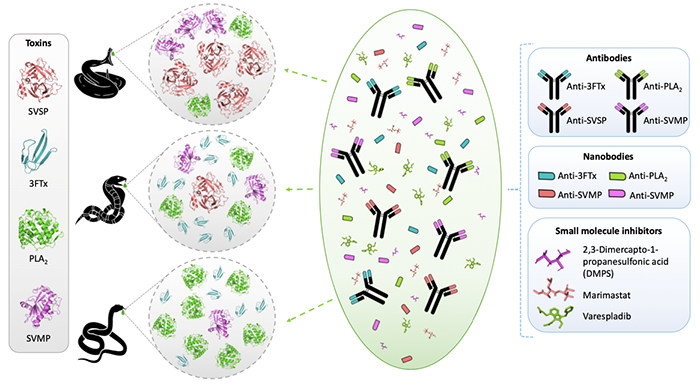 Illustration of the development of recombinant antivenom